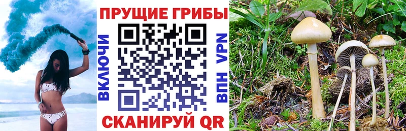 omg онион  Семилуки  Псилоцибиновые грибы MAGIC MUSHROOMS 